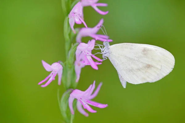 Neottianthe Cucullata Hoodshaped Orkide Pembe Çiçek Kelebek Ile Doğada Açık — Stok fotoğraf