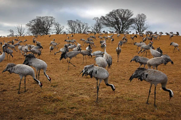 Cranes Comuns Grus Grus Pássaro Grande Habitat Natural Lago Hornborga — Fotografia de Stock