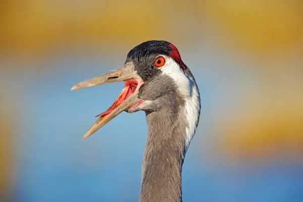 Wspólne Żuraw Grus Grus Duży Ptak Siedlisku Natura Hornborga Jezioro — Zdjęcie stockowe