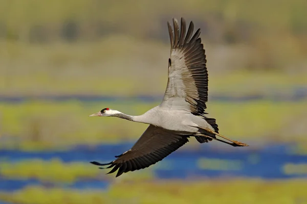 Guindaste Comum Voador Grus Grus Pássaro Grande Habitat Natural Lago — Fotografia de Stock