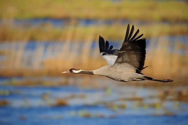 飞行共同的起重机 大鸟在自然栖所 Hornborga 来自欧洲的野生动物场景 长颈灰鹤 — 图库照片