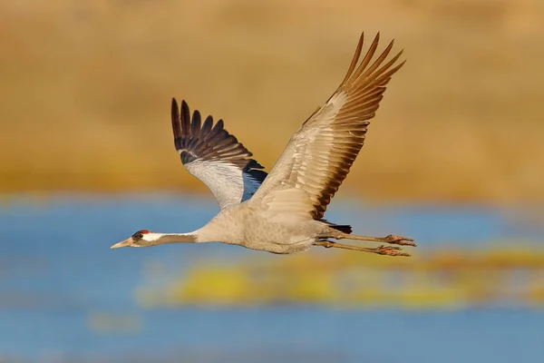 Grulla Común Grus Grus Ave Grande Hábitat Natural Lago Hornborga — Foto de Stock