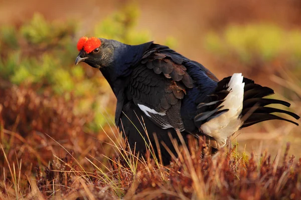 Gallo Nero Sul Prato Paludoso Lekking Bello Uccello Grouse Tetrao — Foto Stock