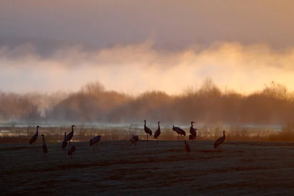 Kranich Grus Grus Großer Vogel Der Natur Hornborga See Schweden — Stockfoto