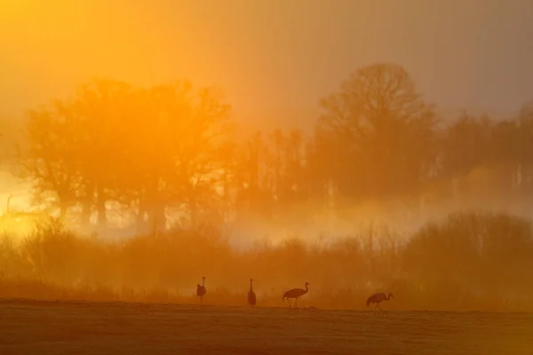 Nebliger Morgen Mit Vögeln Kranich Grus Grus Großer Vogel Der — Stockfoto