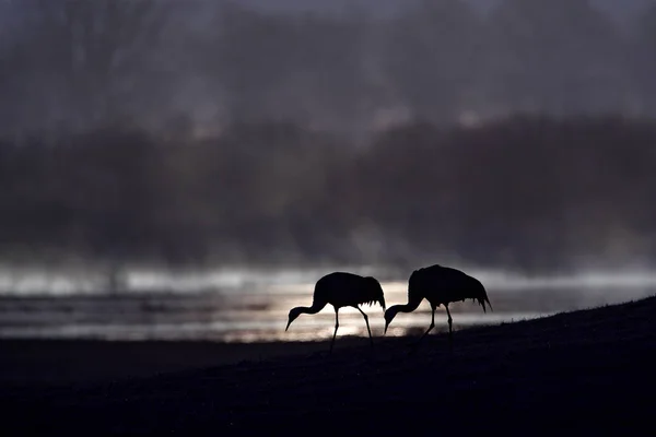 Common Cranes Grus Grus Big Bird Nature Habitat Lake Hornborga — Stock Photo, Image