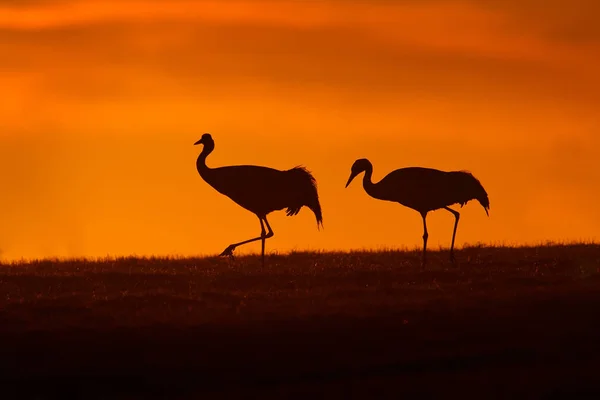 Birds sunset silhouette. Common Crane, Grus grus, big bird in the nature habitat, Lake Hornborga, Sweden. Wildlife scene from Europe. Grey crane with long neck.