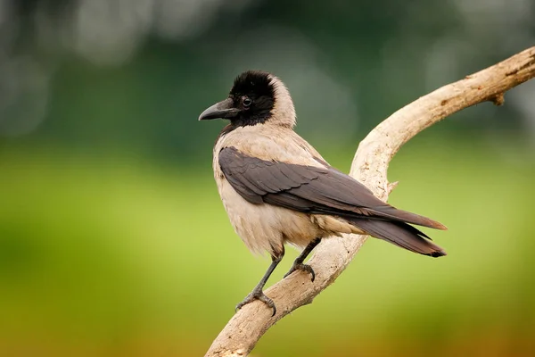 Szary Czarny Ptak Wrona Corvus Cornix Wody Jeziora Siedliska Niewyraźne — Zdjęcie stockowe