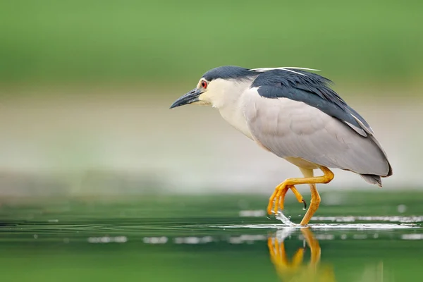 Garza Nocturna Nycticorax Nycticorax Ave Aguas Grises Sentada Junto Agua —  Fotos de Stock