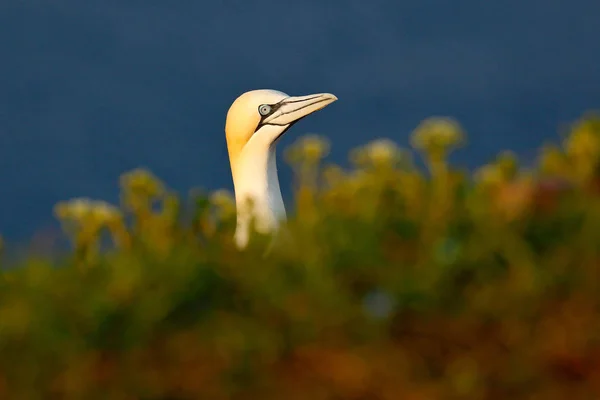 Northern Gannet Detail Head Portrait Sea Bird Sitting Nest Dark — Stock Photo, Image