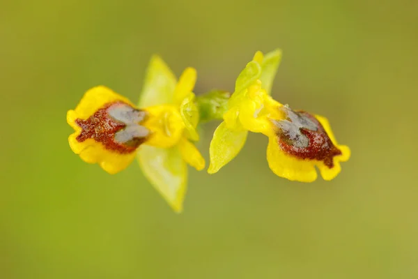 Ophrys Lutea Ophrys Gialli Gargano Italia Fioritura Orchidea Selvatica Terrestre — Foto Stock