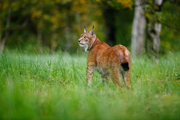緑の森の中のリンクス 自然からの野生動物のシーン ユーラシア リンクス 生息地での動物の行動を歩く ドイツの野生の猫 木々の間に野生のボブキャット 秋の草で肉食動物を狩る — ストック写真