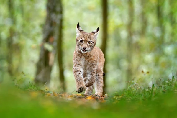 緑の森で若いリンクス 自然から野生動物のシーン ヨーロッパオオヤマネコの生息地で動物行動学を歩きます ドイツからの野生の猫のカブ 々の間の野生のボブキャット 秋の草で狩猟肉食動物 — ストック写真