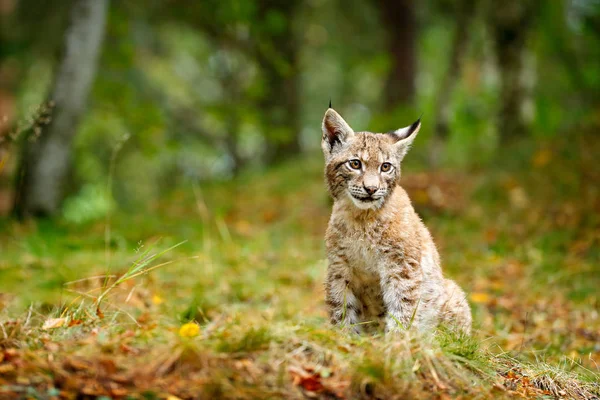 緑の森で若いリンクス 自然から野生動物のシーン ヨーロッパオオヤマネコの生息地で動物行動学を歩きます ドイツからの野生の猫のカブ 々の間の野生のボブキャット 秋の草で狩猟肉食動物 — ストック写真