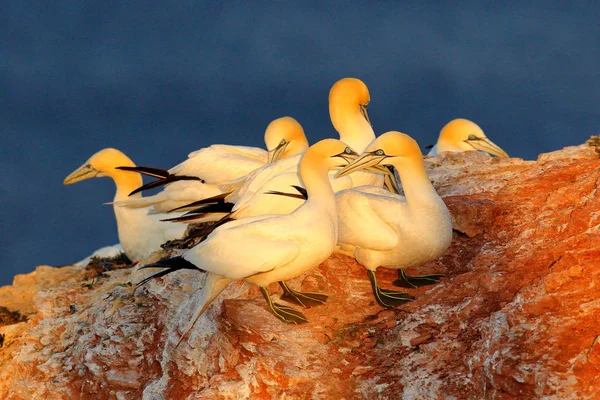 Αποικία Σούλα Στο Φως Πρωί Ανατολή Του Ηλίου Πουλιά Helgoland — Φωτογραφία Αρχείου