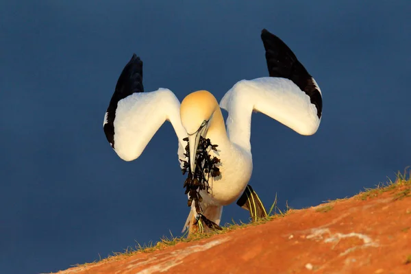 シロカツオドリ背景 ヘルゴラント島 ドイツのダークブルーの海の水の法案は 材料を入れ子にします 朝の光 崖の上の鳥 — ストック写真