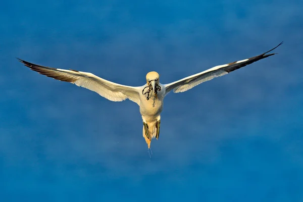 Flying Northern Gannet Nesting Material Bill Dark Blue Sea Water — Fotografia de Stock