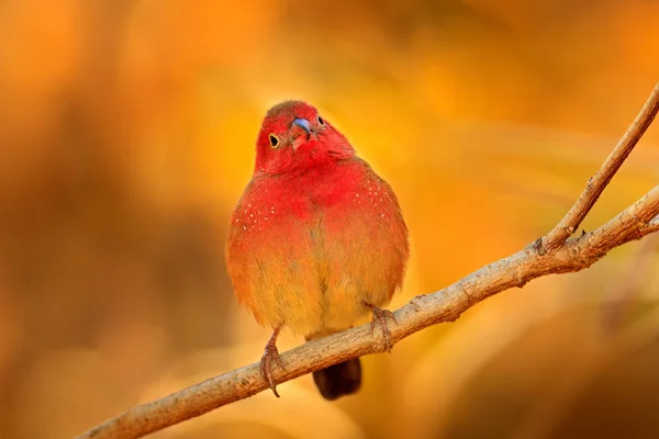 Rödnäbbad Amarant Lagonosticta Senegala Sitter Grenen Naturen Livsmiljö Röd Fågel — Stockfoto