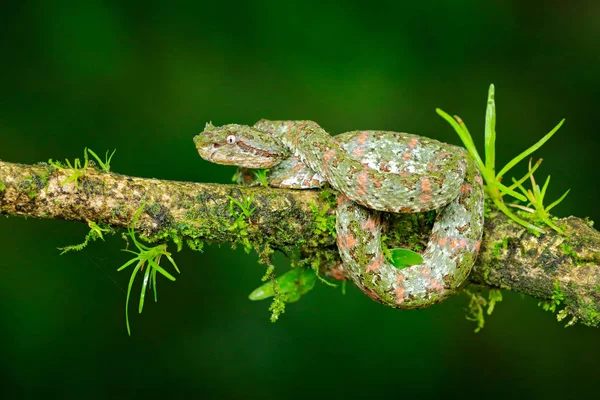 Eyelash Palm Pitviper, Bothriechis schlegeli, on the green mossy branch. Venomous snake in the nature habitat. Poisonous animal from South America.