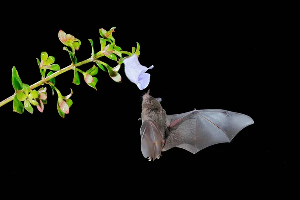 팔라스의 Long Tongued Glossophaga Soricina 어두운 비행에서 야행성 트로픽 코스타리카에서에서 — 스톡 사진