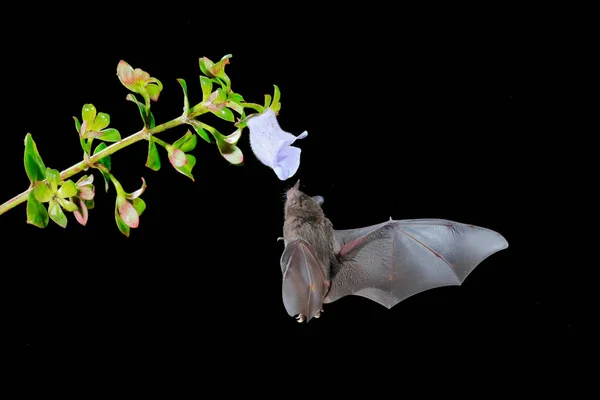 Night Nature Pallas Long Tongued Bat Glossophaga Soricina Flying Bat — Foto de Stock