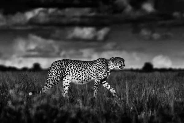 Cheetah, Acinonyx jubatus, walking wild cat. Fastest mammal on the land, Botswana, Africa. Cheetah in grass, dark sky with clouds. Spotted wild cat in nature habitat. Black and white art photo.