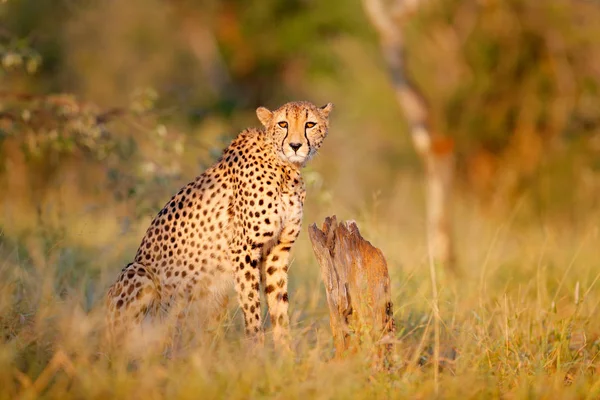 Cheetah, Acinonyx jubatus, beautiful wild cat. Fastest mammal on the land, Botswana, Africa. Cheetah hidden in the forest. Spotted wild cat in nature habitat, Okavango.