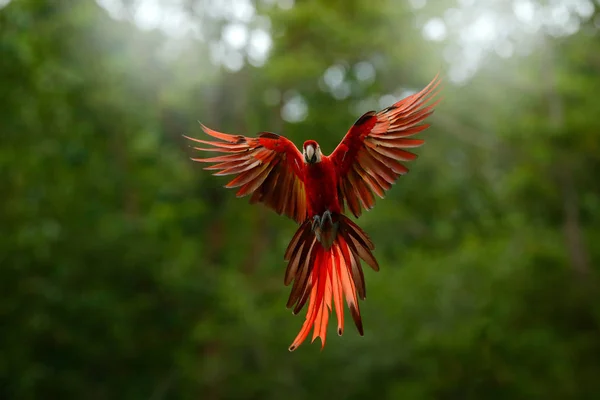 Vermelho Floresta Papagaio Arara Voando Vegetação Verde Escura Com Bela — Fotografia de Stock
