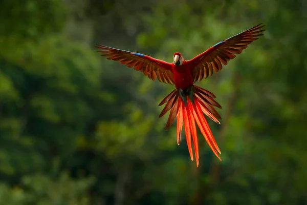 Червоний Папуга Лісі Папуга Ара Політ Темно Зеленої Рослинності Червоний — стокове фото