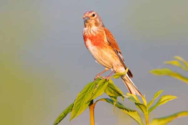 Linnet Común Linaria Cannabina Pequeño Pájaro Paseriforme Sentado Sobre Vegetación —  Fotos de Stock