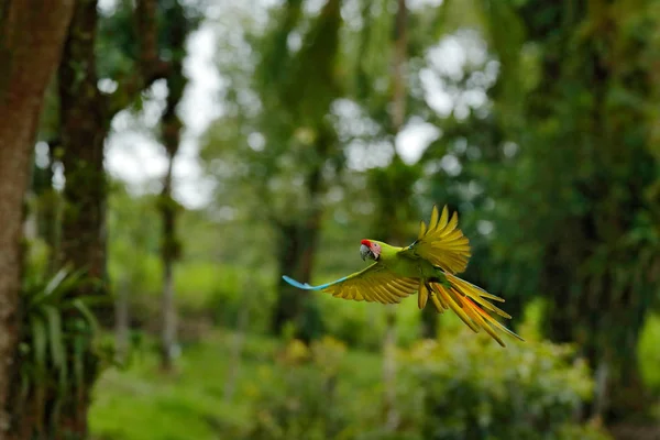 Grande Papagaio Habitat Papagaio Ameaçado Arara Verde Ara Ambiguus Também — Fotografia de Stock