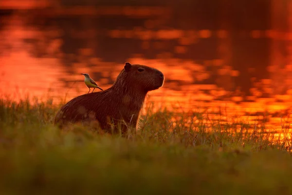 Wasserschwein Seewasser Mit Vogel Auf Dem Rücken Die Größte Maus — Stockfoto