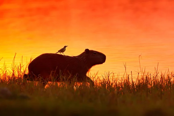 Capivara Água Lago Com Pássaro Maior Rato Mundo Capivara Hydrochoerus — Fotografia de Stock