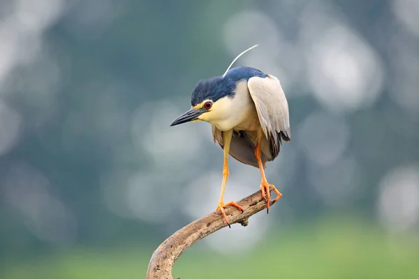 Garza Nocturna Nycticorax Nycticorax Pájaro Agua Gris Sentado Agua Hungría —  Fotos de Stock