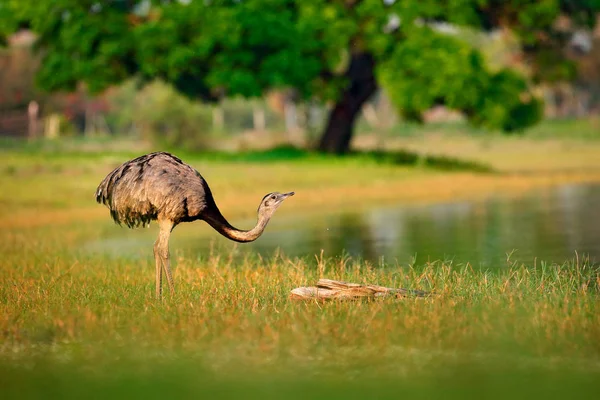 Große Rhea Rhea Americana Großer Vogel Mit Flauschigen Federn Tier — Stockfoto