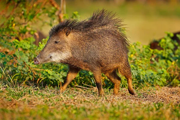 Wildschwein Weißlippenpekarie Tayassu Pecari Exotisches Tier Das Natürlichen Lebensraum Läuft — Stockfoto