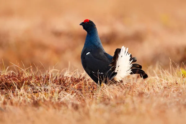 Birkhühner Auf Der Moorwiese Lekking Schöne Vogelhuhn Tetrao Tetrix Sumpfgebieten — Stockfoto