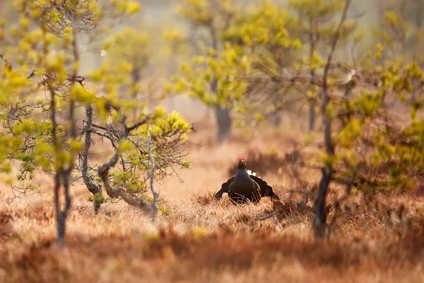 Gallo Nero Sul Prato Paludoso Lekking Bello Uccello Grouse Tetrao — Foto Stock