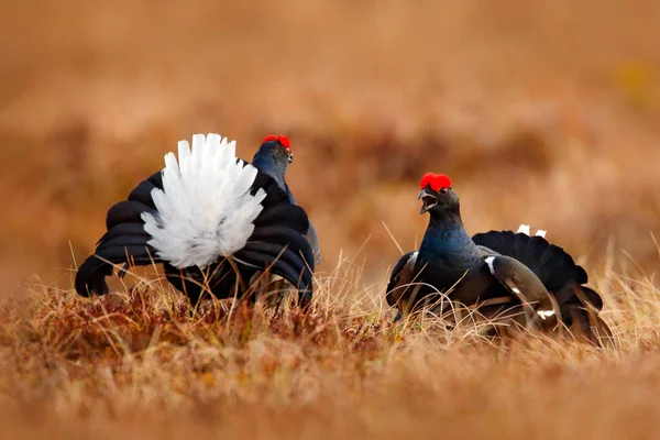 Twee Korhoen Vechten Moeras Weide Lekking Mooie Vogels Grouse Tetrao — Stockfoto