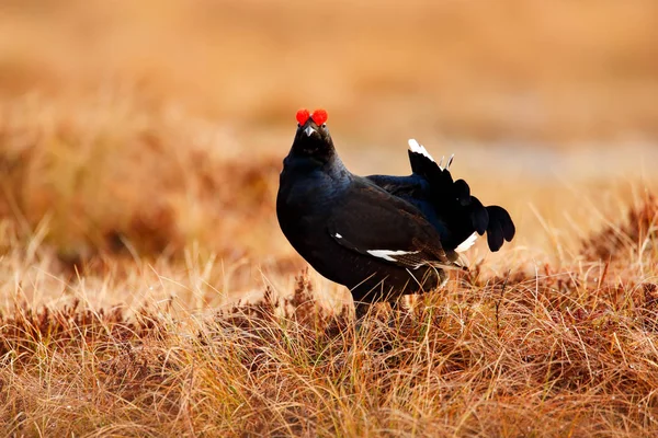 Μαύρος Αγριόγαλος Στο Λιβάδι Ττε Lekking Ωραίο Πουλί Grouse Tetrao — Φωτογραφία Αρχείου