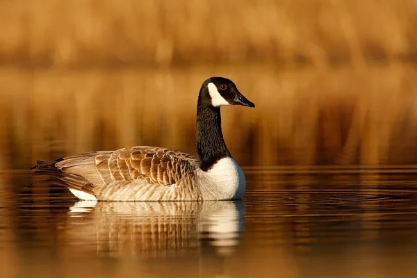 Barnacle Goose Branta Leucopsis Preto Branco Superfície Água Animal Natureza — Fotografia de Stock