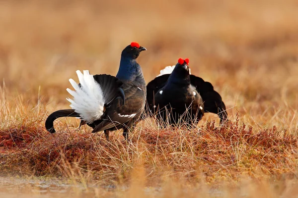 Kara Orman Tavuğu Bataklık Çayır Üzerinde Lekking Güzel Kuşlar Orman — Stok fotoğraf