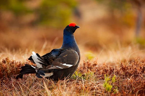 Black Grouse Bog Meadow Lekking Nice Bird Grouse Tetrao Tetrix — Stock Photo, Image