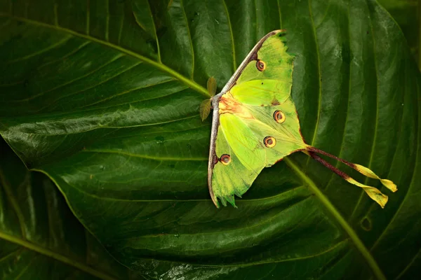 Luna Traça Actias Luna Bela Borboleta Verde Amarelo Flórida Eua — Fotografia de Stock