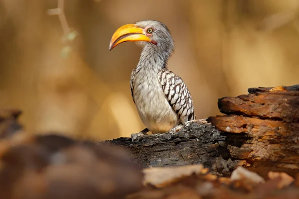 Zuidelijke Yellow Billed Neushoornvogel Tockus Leucomelas Vogel Met Grote Wissel — Stockfoto