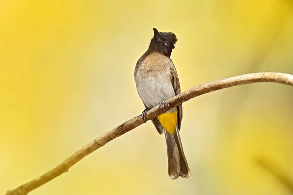 Dark Caped Bulbul Pycnonotus Tricolor Ptak Siedzący Gałęzi Żółtym Tle — Zdjęcie stockowe