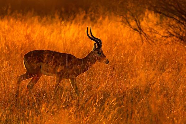 Gru Volante Comune Grus Grus Grande Uccello Nell Habitat Naturale — Foto Stock