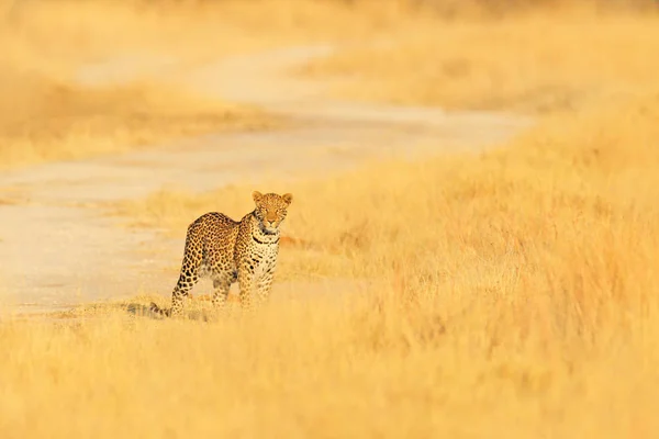 Leopard Panthera Pardus Shortidgei Verstecktes Porträt Schönen Gelben Gras Große — Stockfoto