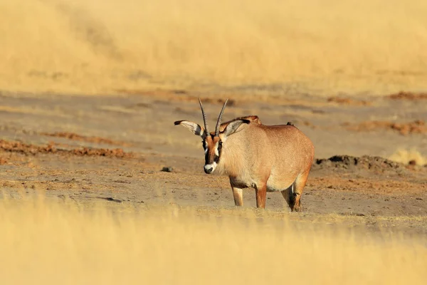 ローンアンテ ロープ Hippotragus 自然の生息地で 草の牧草地で夏の暑い日 枝角を持つ動物 アフリカの野生動物 — ストック写真