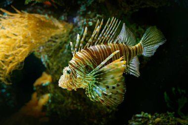 Pterois volitans, kırmızı Lionfish, tehlike zehirli balık deniz suyu. Doğa Okyanus habitat aslan balığı. 
